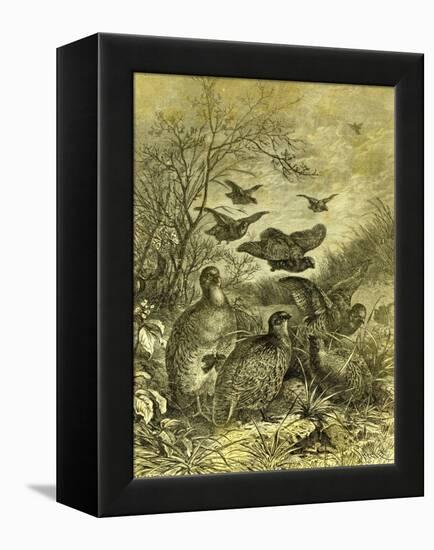 Partridges Austria 1891-null-Framed Premier Image Canvas