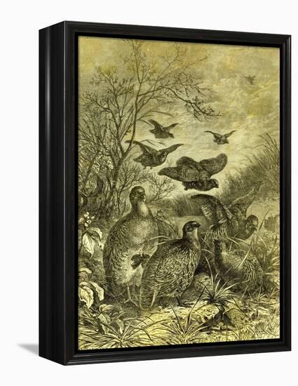 Partridges Austria 1891-null-Framed Premier Image Canvas