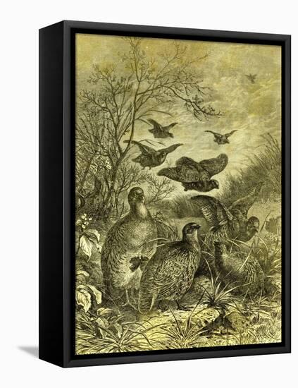 Partridges Austria 1891-null-Framed Premier Image Canvas