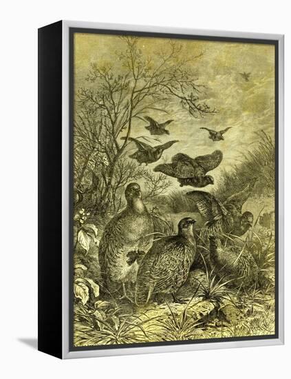 Partridges Austria 1891-null-Framed Premier Image Canvas