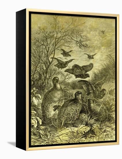 Partridges Austria 1891-null-Framed Premier Image Canvas