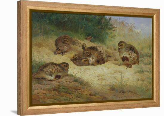 Partridges Basking-Archibald Thorburn-Framed Premier Image Canvas