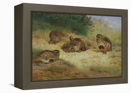 Partridges Basking-Archibald Thorburn-Framed Premier Image Canvas