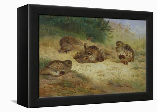 Partridges Basking-Archibald Thorburn-Framed Premier Image Canvas