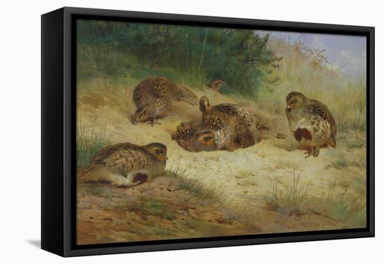 Partridges Basking-Archibald Thorburn-Framed Premier Image Canvas