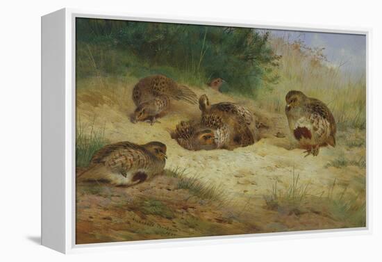 Partridges Basking-Archibald Thorburn-Framed Premier Image Canvas