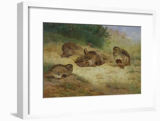 Partridges Basking-Archibald Thorburn-Framed Giclee Print