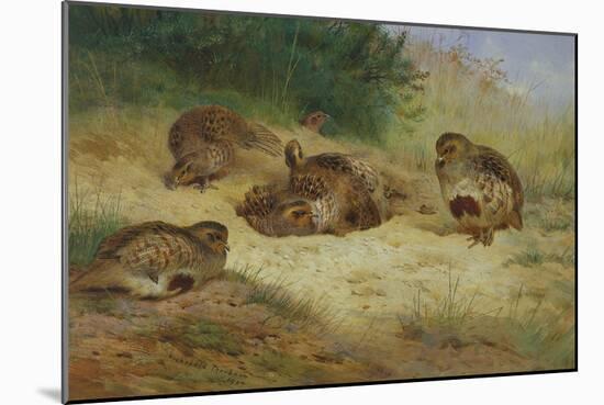 Partridges Basking-Archibald Thorburn-Mounted Giclee Print