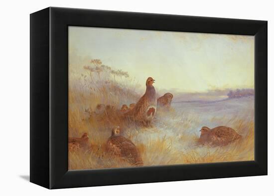 Partridges in Early Morning, 1910-Archibald Thorburn-Framed Premier Image Canvas