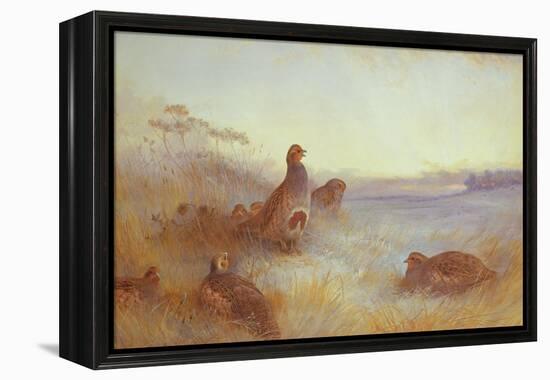 Partridges in Early Morning, 1910-Archibald Thorburn-Framed Premier Image Canvas