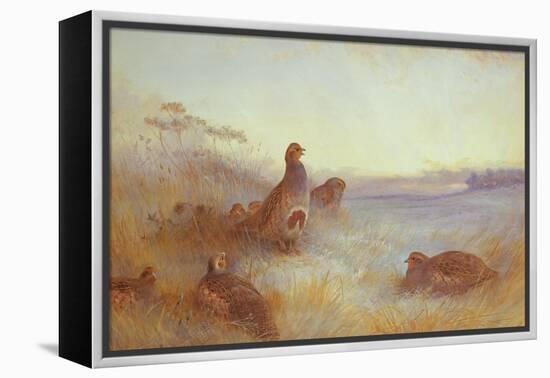 Partridges in Early Morning, 1910-Archibald Thorburn-Framed Premier Image Canvas