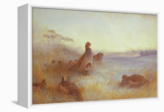 Partridges in Early Morning, 1910-Archibald Thorburn-Framed Premier Image Canvas