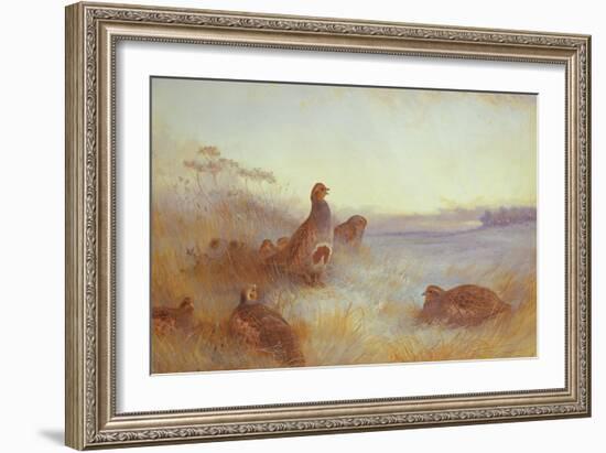 Partridges in Early Morning, 1910-Archibald Thorburn-Framed Giclee Print