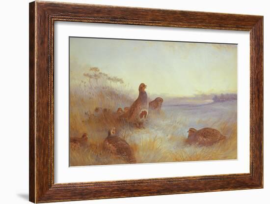 Partridges in Early Morning, 1910-Archibald Thorburn-Framed Giclee Print