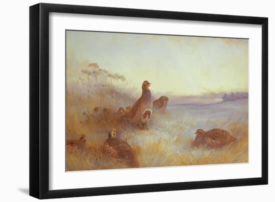 Partridges in Early Morning, 1910-Archibald Thorburn-Framed Giclee Print