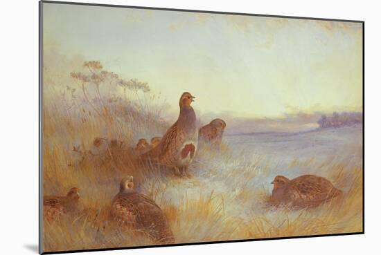Partridges in Early Morning, 1910-Archibald Thorburn-Mounted Giclee Print