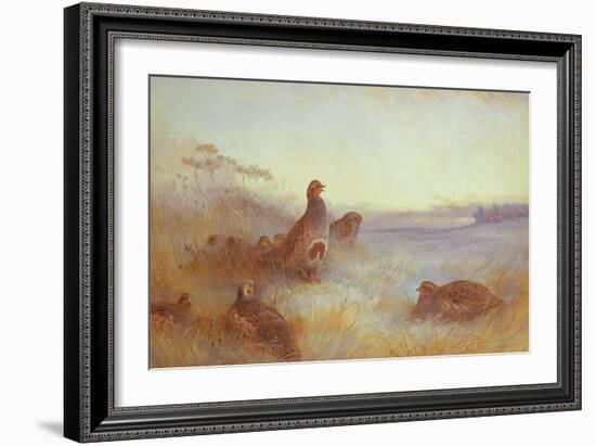 Partridges in Early Morning, 1910-Archibald Thorburn-Framed Giclee Print