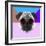 Party Pug in Pink Glasses-Lisa Kroll-Framed Premium Giclee Print