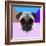 Party Pug in Pink Glasses-Lisa Kroll-Framed Art Print