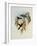 Parzudaki's Star-Frontlet, Heliotrypha Parzudaki-John Gould-Framed Giclee Print