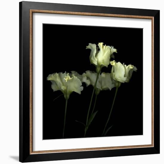 Pas De Quatre - Lisianthus-Magda Indigo-Framed Photographic Print