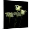 Pas De Quatre - Lisianthus-Magda Indigo-Mounted Photographic Print