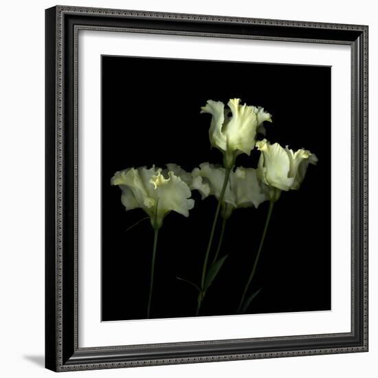 Pas De Quatre - Lisianthus-Magda Indigo-Framed Photographic Print