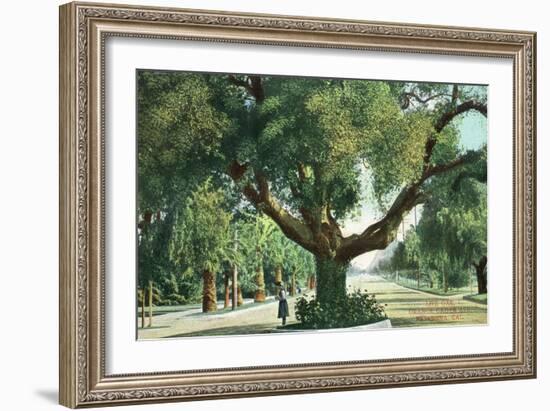 Pasadena, California - A Live Oak Tree on Orange Grove Avenue-Lantern Press-Framed Art Print