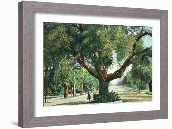 Pasadena, California - A Live Oak Tree on Orange Grove Avenue-Lantern Press-Framed Art Print