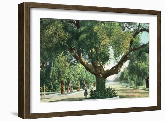 Pasadena, California - A Live Oak Tree on Orange Grove Avenue-Lantern Press-Framed Art Print