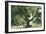 Pasadena, California - A Live Oak Tree on Orange Grove Avenue-Lantern Press-Framed Art Print