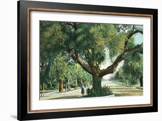 Pasadena, California - A Live Oak Tree on Orange Grove Avenue-Lantern Press-Framed Art Print