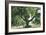 Pasadena, California - A Live Oak Tree on Orange Grove Avenue-Lantern Press-Framed Art Print