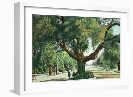 Pasadena, California - A Live Oak Tree on Orange Grove Avenue-Lantern Press-Framed Art Print