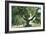 Pasadena, California - A Live Oak Tree on Orange Grove Avenue-Lantern Press-Framed Art Print