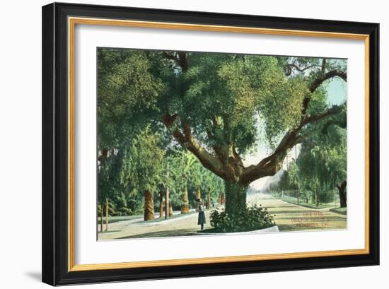 Pasadena, California - A Live Oak Tree on Orange Grove Avenue-Lantern Press-Framed Art Print