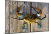 Pasadena, Maryland - Blue Crab on Dock-Lantern Press-Mounted Art Print