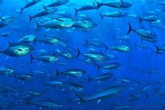 Atlantic bluefin tuna within tuna farm, Saint Paul's Bay, Malta-Pascal Kobeh-Framed Photographic Print