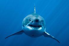 Great white shark in open water, Guadalupe island, Mexico-Pascal Kobeh-Photographic Print