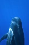 Short-Finned Pilot Whale (Globicephala Macrorhynchus) Close To The Surface-Pascal Kobeh-Framed Premier Image Canvas