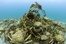Thousands of moulting Spider crabs, Australia-Pascal Kobeh-Photographic Print