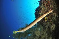 Trumpetfish on the coral drop off, Sulu Sea, Philippines-Pascal Kobeh-Photographic Print