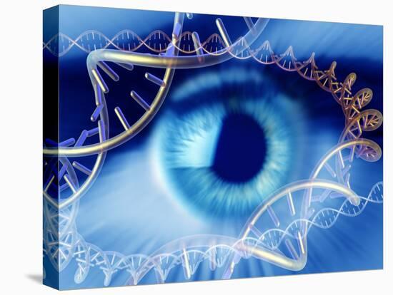 Stretched Canvas Print, , large