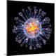 Premium Photographic Print