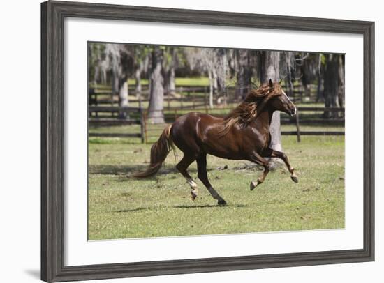 Paso Stallion-Bob Langrish-Framed Photographic Print