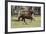 Paso Stallion-Bob Langrish-Framed Photographic Print