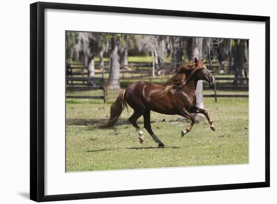 Paso Stallion-Bob Langrish-Framed Photographic Print