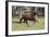 Paso Stallion-Bob Langrish-Framed Photographic Print