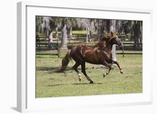 Paso Stallion-Bob Langrish-Framed Photographic Print