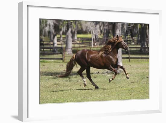 Paso Stallion-Bob Langrish-Framed Photographic Print